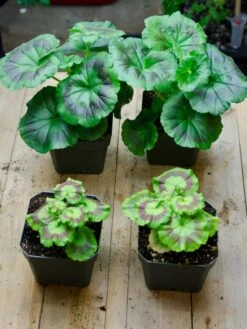 Organic Seed Starting Mix, 6 Quarts -Outdoor Garden Store 37808 002E tif