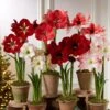 Premium Amaryllis Bulb -Outdoor Garden Store 39 733 2021 04 tif