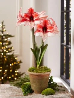 Premium Amaryllis Bulb -Outdoor Garden Store 39 733 Charisma 2021 08 tif