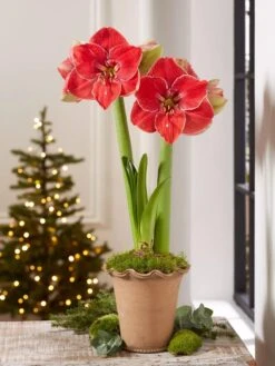 Premium Amaryllis Bulb -Outdoor Garden Store 39 733 MagicalTouch 2021 10 tif