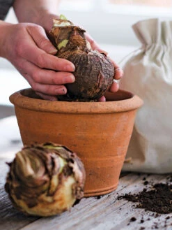 Amaryllis Planting Kit -Outdoor Garden Store 39 733 bagged 2020 05000