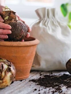 Premium Amaryllis Bulb -Outdoor Garden Store 39 733 bagged 2020 05000 tif