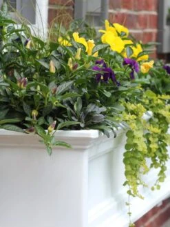 Fairfield Self-Watering Window Box, 4’ 14 Fairfield Self-Watering Window Box, 4’ -Outdoor Garden Store 39345 102V tif