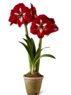 Premium Amaryllis Bulb -Outdoor Garden Store 39733 2020 2002 silo tif
