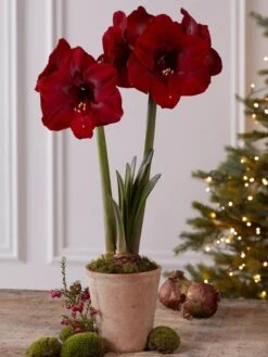 Premium Amaryllis Bulb -Outdoor Garden Store 39733 2020 2004 tif