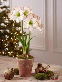 Premium Amaryllis Bulb -Outdoor Garden Store 39733 2020 2006 tif