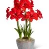 Double Delicious Potted Amaryllis Trio