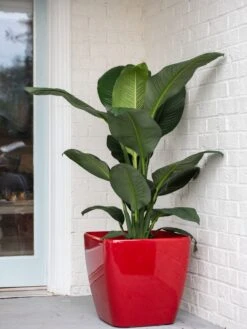 Viva Square Self-Watering Rolling Planter, 20" Diameter, Set Of 2 -Outdoor Garden Store 3 4 crop 8612930 0032 tif