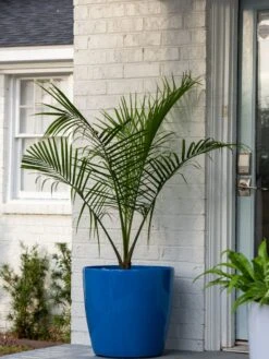 Viva Round Self-Watering Rolling Planter, 20" Diameter, Set Of 2 -Outdoor Garden Store 3 4 crop 8612933 0024 tif