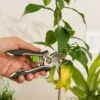 Houseplant Pruner 2 Houseplant Pruner -Outdoor Garden Store 3 4 crop 8612961 0040 houseplant pruner