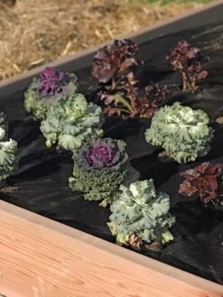 Easy-Plant Weed Block Mulch -Outdoor Garden Store 40356 219 tif