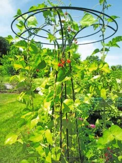 Essex Tuteur, 78" -Outdoor Garden Store 8587861 100 tif