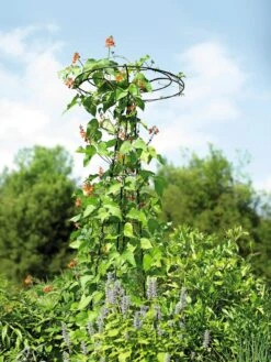 Essex Tuteur, 78" -Outdoor Garden Store 8587861 4160 tif