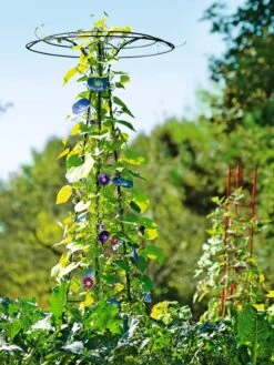 Essex Tuteur, 78" -Outdoor Garden Store 8587861 5028 tif