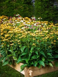 Farmstead Cedar Raised Garden Beds, 2' -Outdoor Garden Store 8588144 014V tif