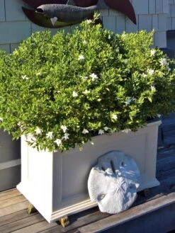 Fairfield Self-Watering Patio Planters, 20” X 36” -Outdoor Garden Store 8588417 208V tif