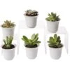 Succulent Terrarium Plant Collection, Set Of 6 -Outdoor Garden Store 8591769 3597 tif