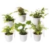 Fern Terrarium Plant Collection, Set Of 6 -Outdoor Garden Store 8591771 3591 tif
