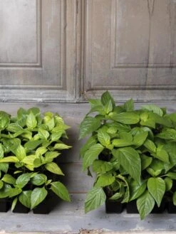 Organic Seed Starting Mix, 6 Quarts -Outdoor Garden Store 8592212 002E tif