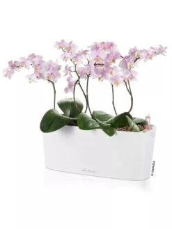 Lechuza® Delta Self-Watering Windowsill Planters -Outdoor Garden Store 8592361 02V tif