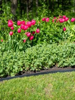 EasyFlex™ No Dig Edging, 50' -Outdoor Garden Store 8592452 0084 tif