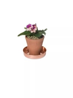 Extra Small Round Copper Plant Tray, 8" 12 Extra Small Round Copper Plant Tray, 8" -Outdoor Garden Store 8593528 2922 tif