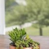 Small Round Copper Plant Tray, 10" -Outdoor Garden Store 8593529 4520 tif