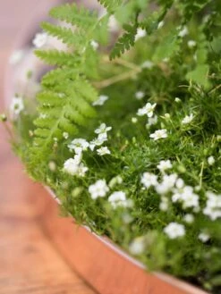 Large Round Copper Plant Tray, 14" -Outdoor Garden Store 8593531 4553 tif