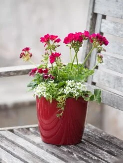 Viva Round Self-Watering Planter, 7" Diameter -Outdoor Garden Store 8595222 1137 tif