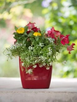 Viva Square Self-Watering Planter, 7" Diameter -Outdoor Garden Store 8595223 1111 tif