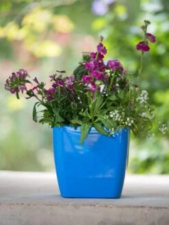 Viva Square Self-Watering Planter, 7" Diameter -Outdoor Garden Store 8595223 1113 tif