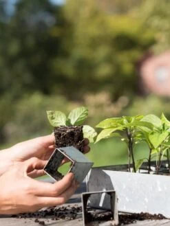 Galvanized Seed Starting Tray -Outdoor Garden Store 8595893 4382 tif