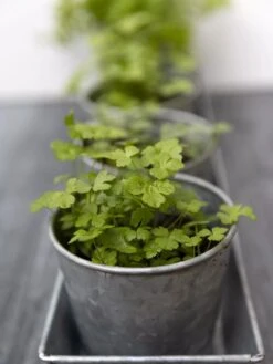 Galvanized Herb Planters With Rectangular Tray 8 Galvanized Herb Planters With Rectangular Tray -Outdoor Garden Store 8595903 advice 1777 tif