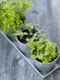Galvanized Herb Planters With Rectangular Tray 7 Galvanized Herb Planters With Rectangular Tray -Outdoor Garden Store 8595903 advice 1779 tif