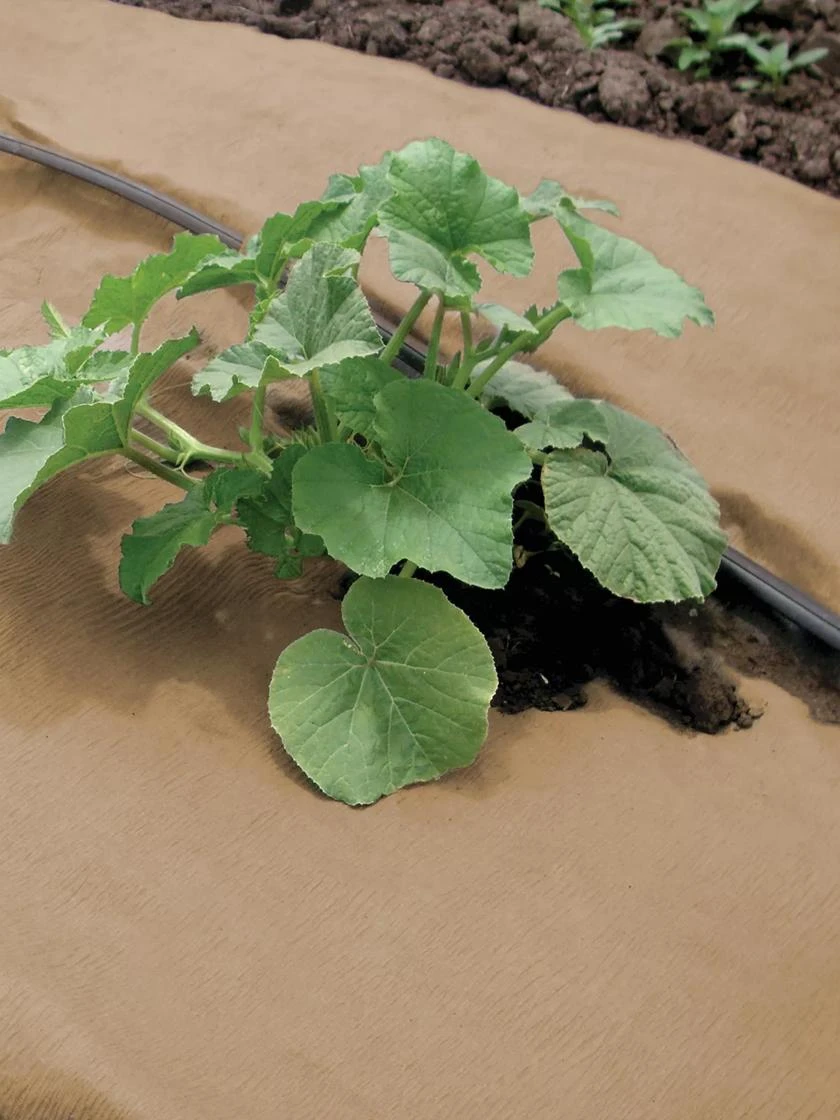 Weedguard Plus Paper Mulch, 50' 4 Weedguard Plus Paper Mulch, 50' - Image 2