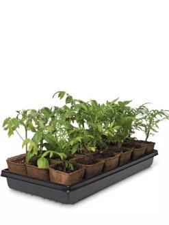 3-1/2” Square Biodegradable Pots & Tray Set 7 3-1/2” Square Biodegradable Pots & Tray Set -Outdoor Garden Store 8595968 3916 tif