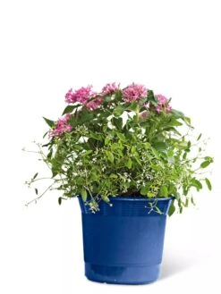 Eezy Gro Self-Watering Planters 15 Eezy Gro Self-Watering Planters -Outdoor Garden Store 8596425 103 tif