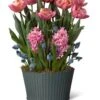 Mother's Day Bloom Bulb Garden -Outdoor Garden Store 8597243 MothersDay 2023