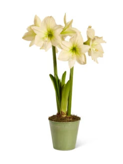 Star Potted Amaryllis -Outdoor Garden Store 8597478 2022 lemonstar silo lemon star potted amaryllis