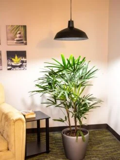 Barnyard Pendant LED Grow Light -Outdoor Garden Store 8598025 0256