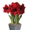 Sweet Delight Bulb Garden 1 Sweet Delight Bulb Garden -Outdoor Garden Store 8598179 valentines 2022