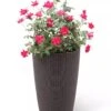 Weave Self-Watering Round Tall Planter, 12-1/2" 1 Weave Self-Watering Round Tall Planter, 12-1/2" -Outdoor Garden Store 8598371 3000 tif
