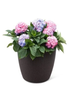 Weave Self-Watering Round Planter, 17" White -Outdoor Garden Store 8598372 3001 tif