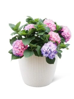 Weave Self-Watering Round Planter, 17" White -Outdoor Garden Store 8598372 3002 tif