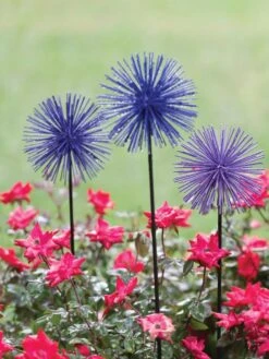 Everbloomin' Alliums, Set Of 3 -Outdoor Garden Store 8598435 1000 tif