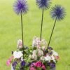 Everbloomin' Alliums, Set Of 3 -Outdoor Garden Store 8598435 9007 tif