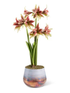 Cybister Potted Amaryllis -Outdoor Garden Store 8598561 mystica 2021 13