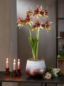 Cybister Potted Amaryllis -Outdoor Garden Store 8598561 mystica 2021 14