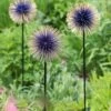 Allium Starburst Stake 2 Allium Starburst Stake -Outdoor Garden Store 8598981 13717 tif