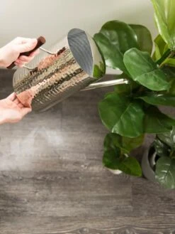 Stainless Steel Watering Can -Outdoor Garden Store 8599057 14322 tif